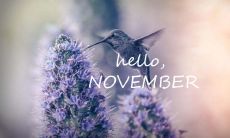 关于十一月的唯美句子 十一月你好的qq说说句子